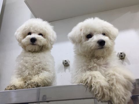ビションフリーゼ子犬フントヒュッテこいぬ家族募集里親関東_2939.jpg