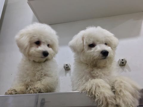 ビションフリーゼ子犬フントヒュッテこいぬ家族募集里親関東_2940.jpg