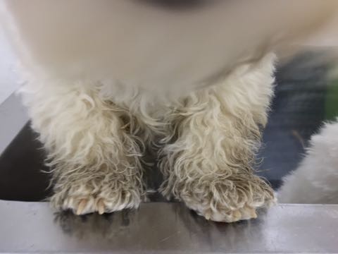 ビションフリーゼ子犬フントヒュッテこいぬ家族募集里親関東_2941.jpg