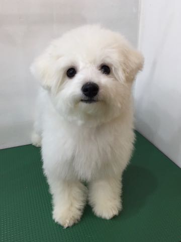 ビションフリーゼ子犬フントヒュッテこいぬ家族募集里親関東_2942.jpg