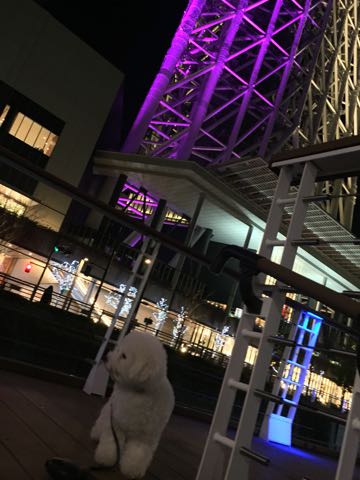ビションフリーゼ子犬フントヒュッテこいぬ家族募集里親関東_3043.jpg