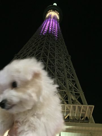 ビションフリーゼ子犬フントヒュッテこいぬ家族募集里親関東_3044.jpg