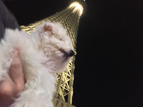 ビションフリーゼ子犬フントヒュッテこいぬ家族募集里親関東_3045.jpg