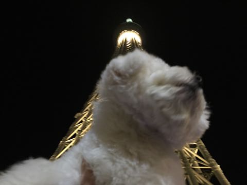 ビションフリーゼ子犬フントヒュッテこいぬ家族募集里親関東_3046.jpg