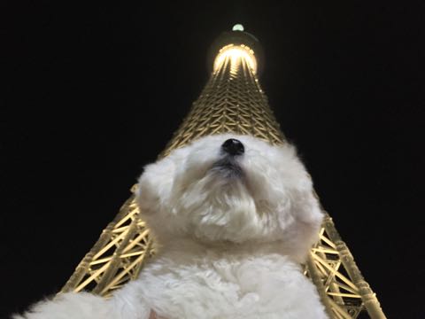 ビションフリーゼ子犬フントヒュッテこいぬ家族募集里親関東_3047.jpg