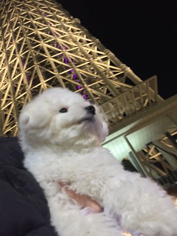 ビションフリーゼ子犬フントヒュッテこいぬ家族募集里親関東_3048.jpg