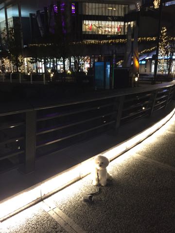 ビションフリーゼ子犬フントヒュッテこいぬ家族募集里親関東_3049.jpg