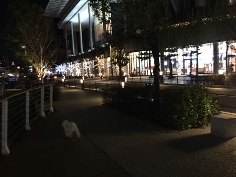 ビションフリーゼ子犬フントヒュッテこいぬ家族募集里親関東_3050.jpg