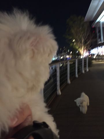 ビションフリーゼ子犬フントヒュッテこいぬ家族募集里親関東_3051.jpg