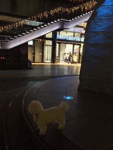 ビションフリーゼ子犬フントヒュッテこいぬ家族募集里親関東_3058.jpg