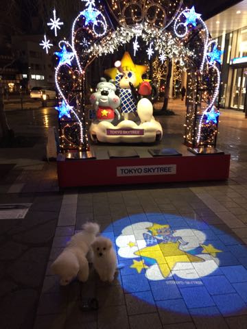 ビションフリーゼ子犬フントヒュッテこいぬ家族募集里親関東_3062.jpg