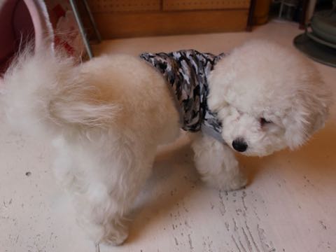 ビションフリーゼ子犬フントヒュッテこいぬ家族募集里親関東_3077.jpg