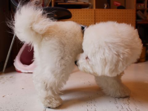 ビションフリーゼ子犬フントヒュッテこいぬ家族募集里親関東_3078.jpg