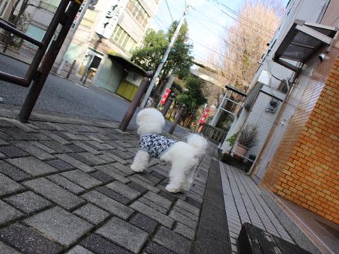 ビションフリーゼ子犬フントヒュッテこいぬ家族募集里親関東_3079.jpg