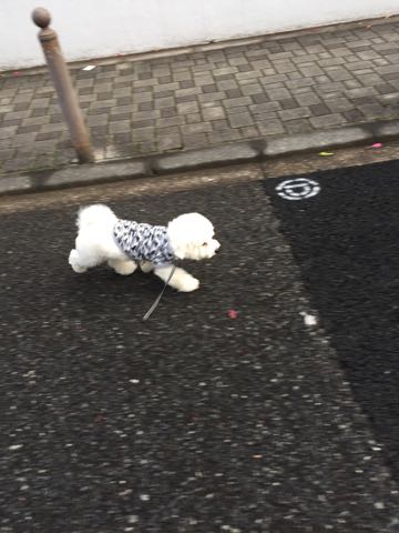 ビションフリーゼ子犬フントヒュッテこいぬ家族募集里親関東_3084.jpg