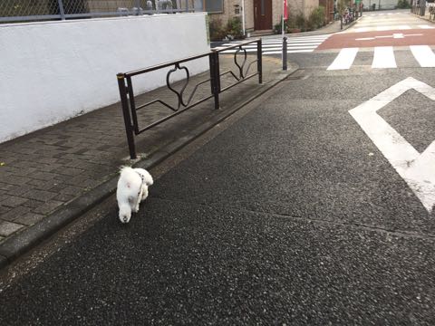 ビションフリーゼ子犬フントヒュッテこいぬ家族募集里親関東_3086.jpg