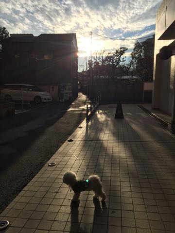 ビションフリーゼ子犬フントヒュッテこいぬ家族募集里親関東_3088.jpg