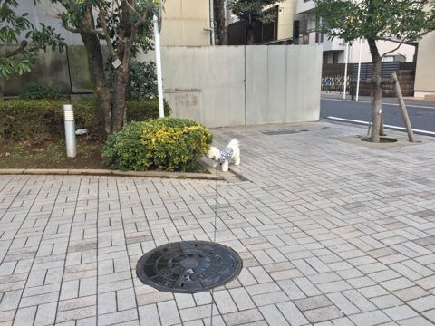 ビションフリーゼ子犬フントヒュッテこいぬ家族募集里親関東_3089.jpg