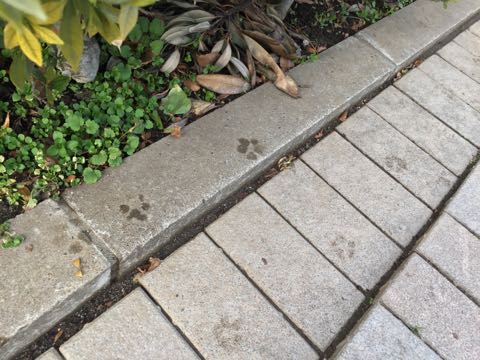 ビションフリーゼ子犬フントヒュッテこいぬ家族募集里親関東_3090.jpg