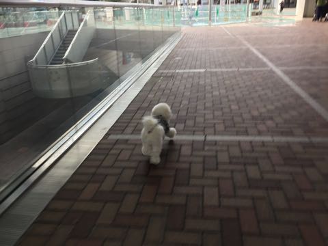 ビションフリーゼ子犬フントヒュッテこいぬ家族募集里親関東_3092.jpg