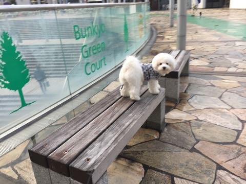 ビションフリーゼ子犬フントヒュッテこいぬ家族募集里親関東_3093.jpg