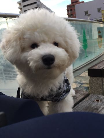 ビションフリーゼ子犬フントヒュッテこいぬ家族募集里親関東_3094.jpg