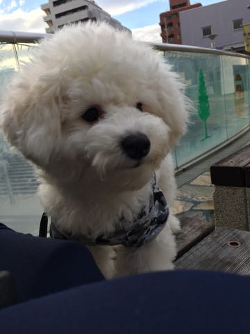 ビションフリーゼ子犬フントヒュッテこいぬ家族募集里親関東_3095.jpg