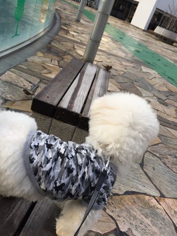 ビションフリーゼ子犬フントヒュッテこいぬ家族募集里親関東_3096.jpg