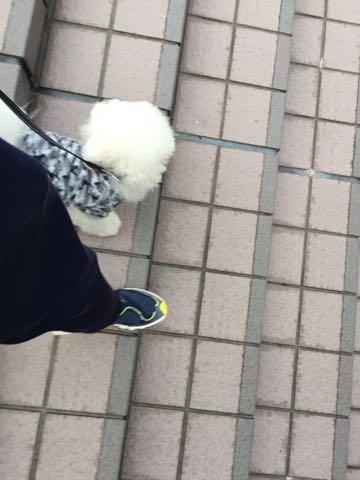 ビションフリーゼ子犬フントヒュッテこいぬ家族募集里親関東_3097.jpg