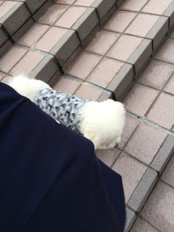ビションフリーゼ子犬フントヒュッテこいぬ家族募集里親関東_3098.jpg