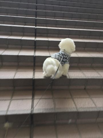 ビションフリーゼ子犬フントヒュッテこいぬ家族募集里親関東_3099.jpg