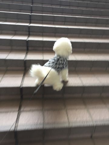 ビションフリーゼ子犬フントヒュッテこいぬ家族募集里親関東_3100.jpg