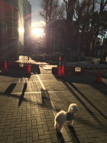 ビションフリーゼ子犬フントヒュッテこいぬ家族募集里親関東_3101.jpg