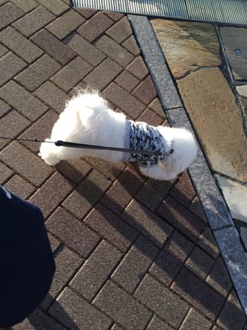 ビションフリーゼ子犬フントヒュッテこいぬ家族募集里親関東_3103.jpg
