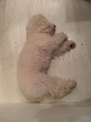 ビションフリーゼ子犬フントヒュッテこいぬ家族募集里親関東_3105.jpg