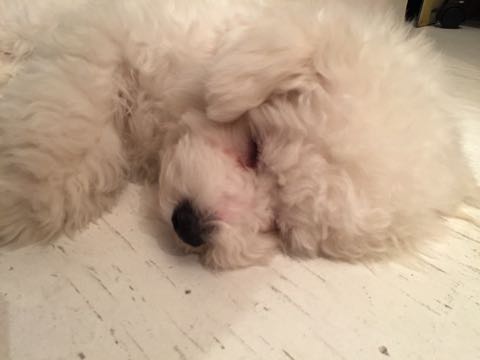 ビションフリーゼ子犬フントヒュッテこいぬ家族募集里親関東_3106.jpg