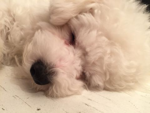 ビションフリーゼ子犬フントヒュッテこいぬ家族募集里親関東_3107.jpg