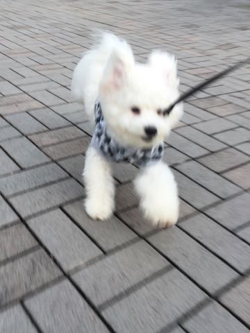 ビションフリーゼ子犬フントヒュッテこいぬ家族募集里親関東_3091.jpg