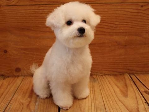 ビションフリーゼ子犬フントヒュッテこいぬ家族募集里親関東_3108.jpg