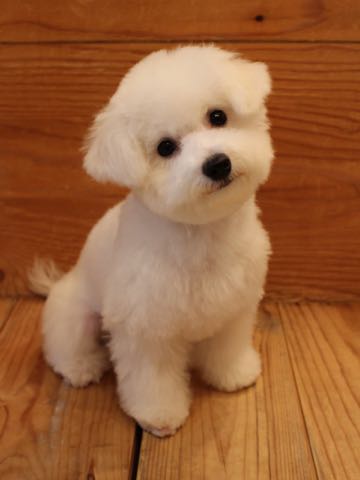 ビションフリーゼ子犬フントヒュッテこいぬ家族募集里親関東_3109.jpg