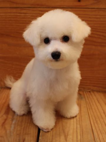 ビションフリーゼ子犬フントヒュッテこいぬ家族募集里親関東_3110.jpg