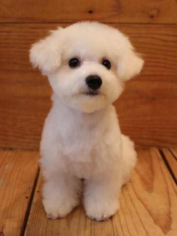 ビションフリーゼ子犬フントヒュッテこいぬ家族募集里親関東_3111.jpg