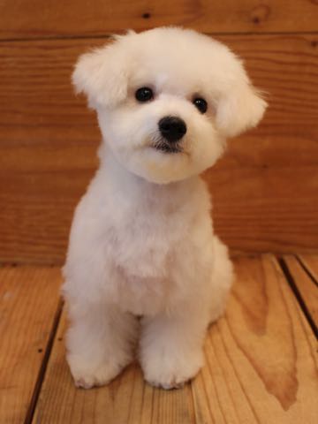 ビションフリーゼ子犬フントヒュッテこいぬ家族募集里親関東_3112.jpg