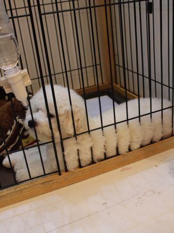 ビションフリーゼ子犬フントヒュッテこいぬ家族募集里親関東_3114.jpg