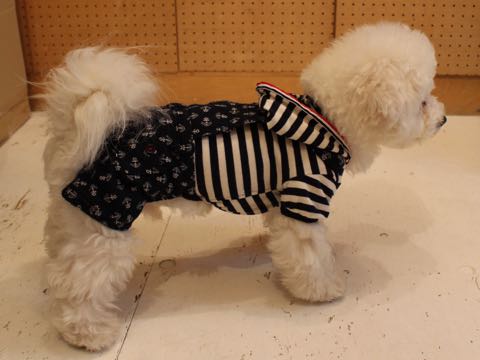 ビションフリーゼ子犬フントヒュッテこいぬ家族募集里親関東_3115.jpg