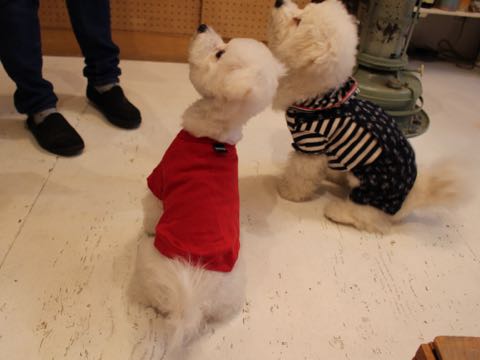 ビションフリーゼ子犬フントヒュッテこいぬ家族募集里親関東_3118.jpg