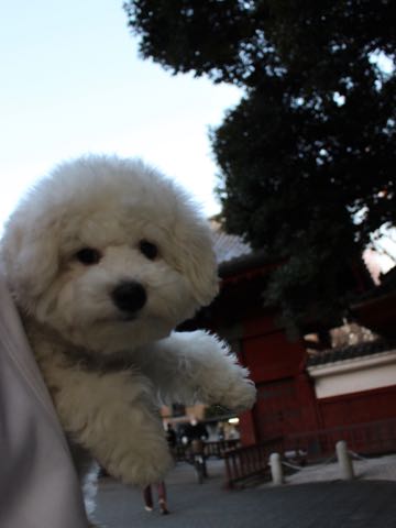 ビションフリーゼ子犬フントヒュッテこいぬ家族募集里親関東_3129.jpg