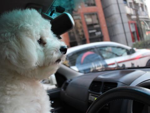 ビションフリーゼ子犬フントヒュッテこいぬ家族募集里親関東_3130.jpg