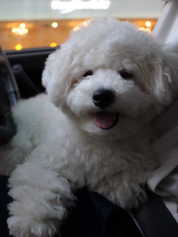 ビションフリーゼ子犬フントヒュッテこいぬ家族募集里親関東_3132.jpg