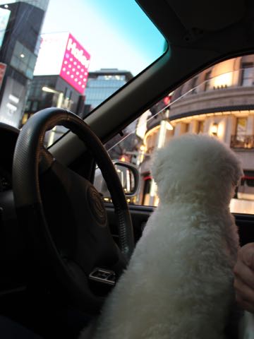 ビションフリーゼ子犬フントヒュッテこいぬ家族募集里親関東_3139.jpg